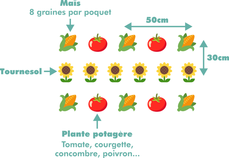 Design avec maïs et tournesol