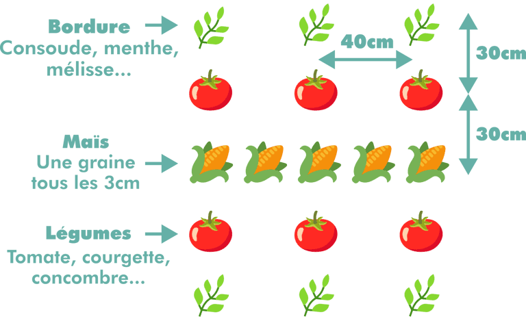 Design avec maïs seul