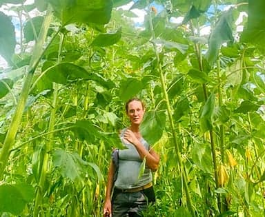 Anaëlle Thery parmi ses maïs et tournesols